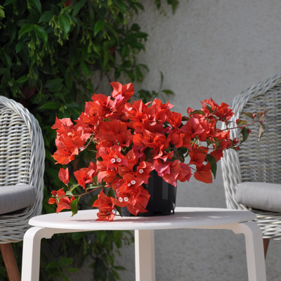 Bougainvillier Opale Fire